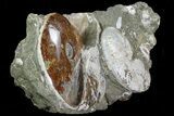 Wide Fossil Ammonite Cluster - Madagascar (Special Price) #82603-4
